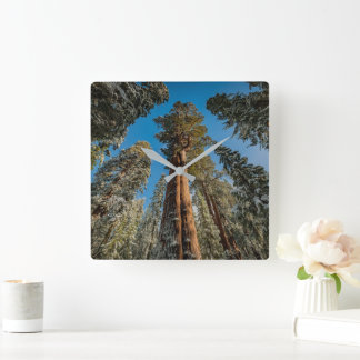 Giant Sequoia Tree in the Snow Quadratische Wanduhr