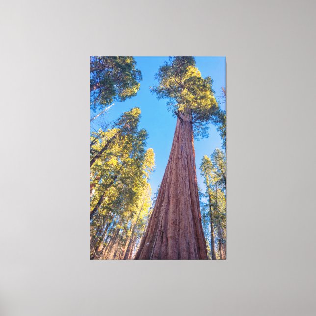 Giant Sequoia Tree Leinwanddruck (Vorderseite)