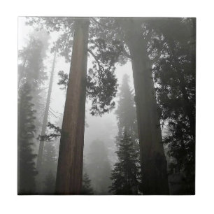 Giant Sequoia Trees in the Fog, CA Fliese
