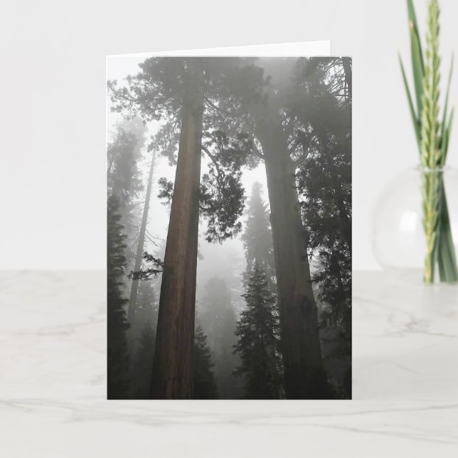 Giant Sequoia Trees in the Fog, CA Karte (Vorderseite)