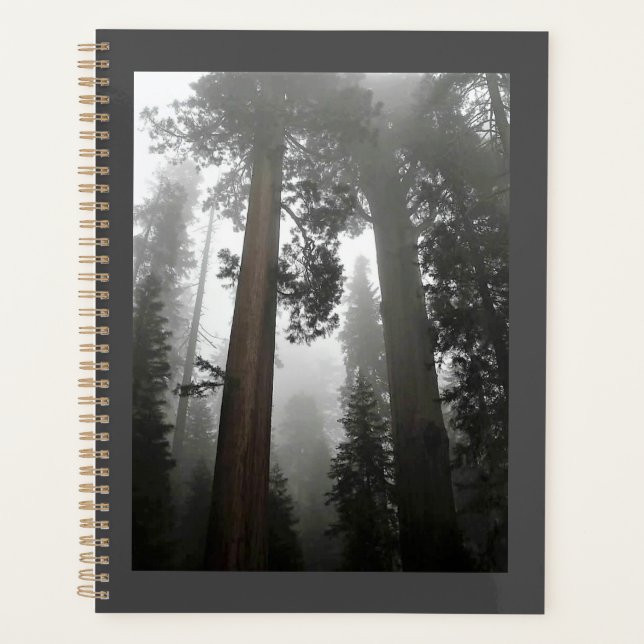Giant Sequoia Trees in the Fog, CA Planer (Vorderseite)