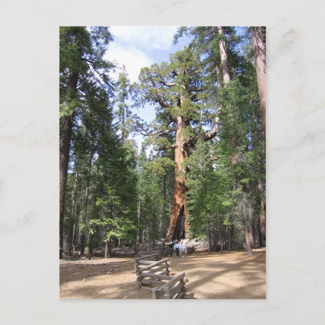 Giant Sequoia, Yosemite-Nationalpark Postkarte (Vorderseite)