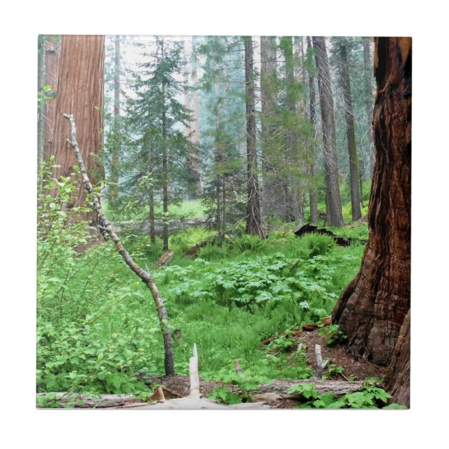 Giant Sequoias in Grant Grove, CA Fliese (Vorderseite)