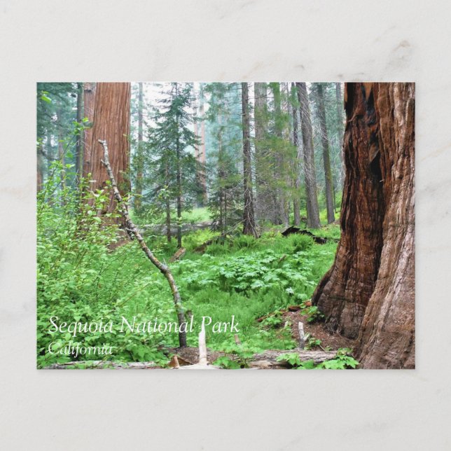 Giant Sequoias in Grant Grove, CA Postcard Postkarte (Vorderseite)