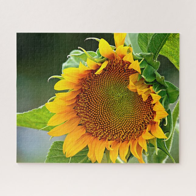 Giant Sunflower (Horizontal)
