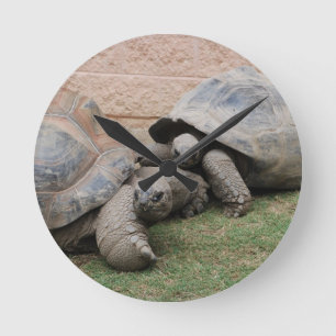 giant tortoises runde wanduhr