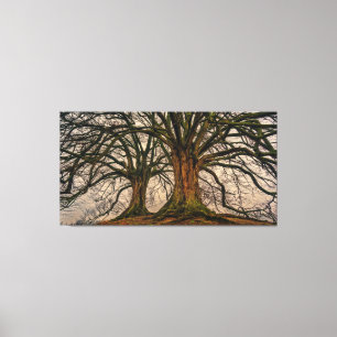 Giant Trees Canvas Print Leinwanddruck
