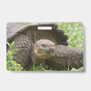 Giant turtle ausweis