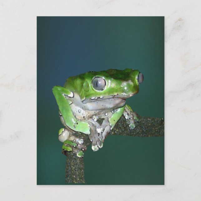 Giant Waxy Monkey Frog Postcard Postkarte (Vorderseite)