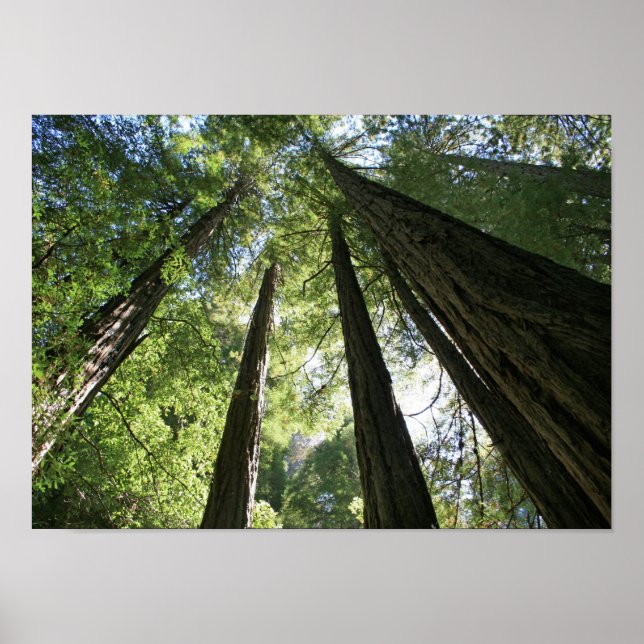 "Giants", Muir Woods Poster (Vorne)