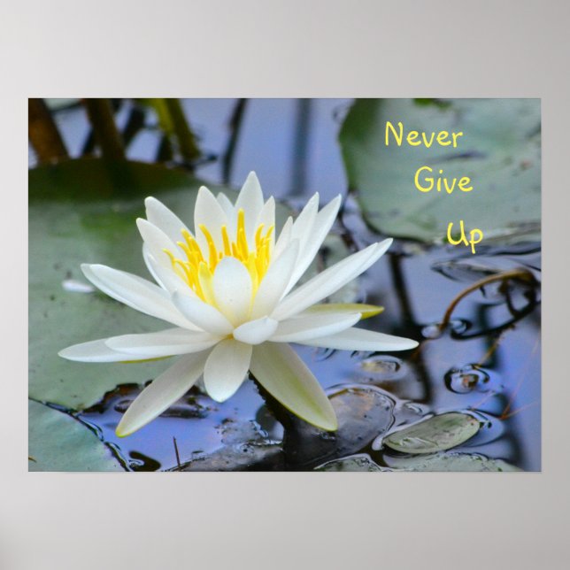 Gib niemals die Wasserlilie auf Poster (Vorne)