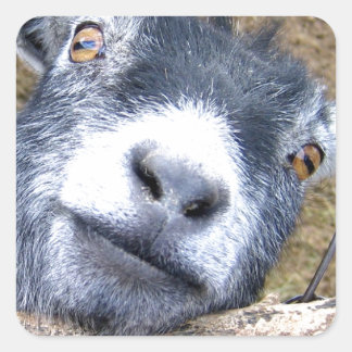 Gib uns einen Kuss... Quadratischer Aufkleber