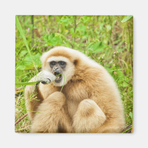 Gibbon - aimant