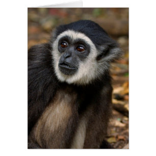 Gibbon (Hylobates Lar) à poitrine blanche, singe