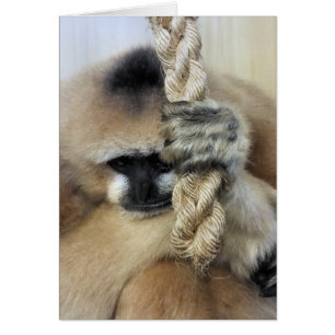 GIBBON-Karte