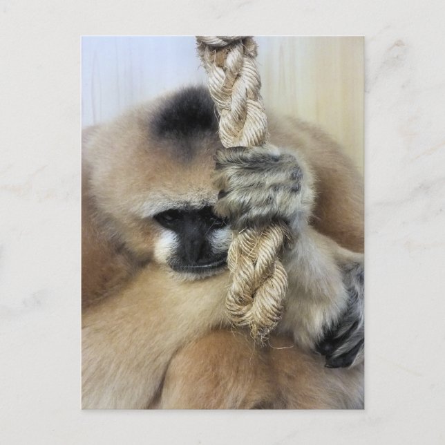 GIBBON POSTKARTE (Vorderseite)