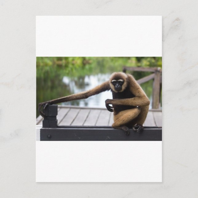 Gibbon Postkarte (Vorderseite)