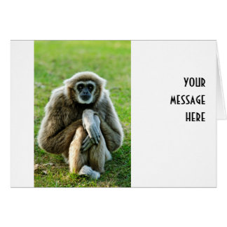 Gibbon, reden wir über den Sinn des Lebens...