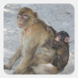 Gibraltar-Affen-Aufkleber Quadratischer Aufkleber