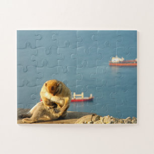 Gibraltar Barbary ape
