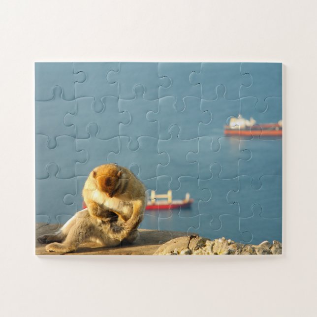 Gibraltar Barbary ape (Horizontal)