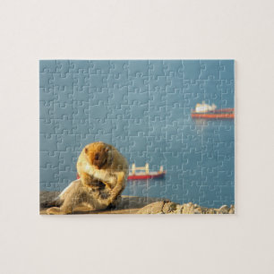 Gibraltar Barbary ape