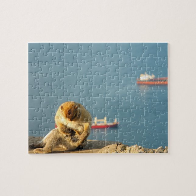 Gibraltar Barbary ape (Horizontal)