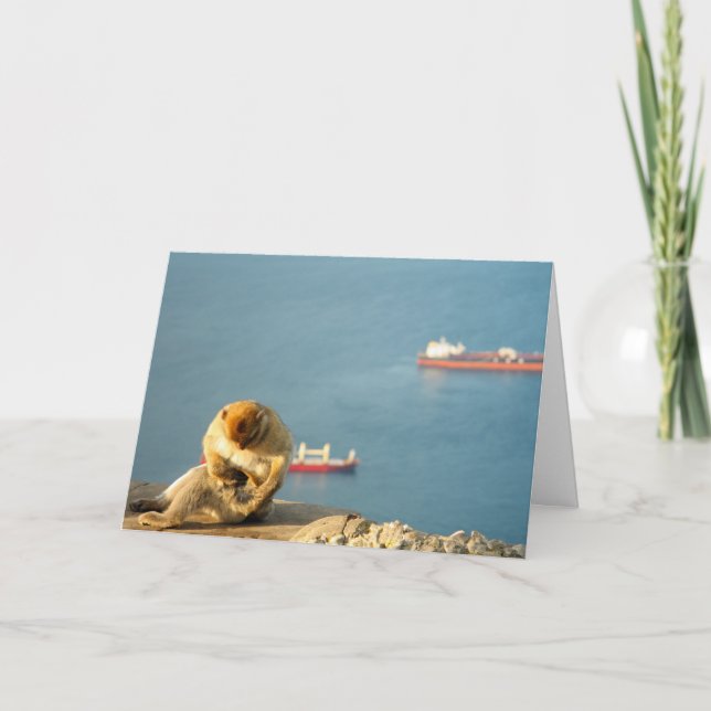 Gibraltar Barbary ape Karte (Vorderseite)