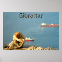 Gibraltar Barbary ape