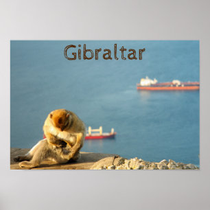 Gibraltar Barbary ape Poster