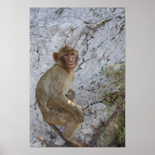 Gibraltar Monkey-Poster Poster