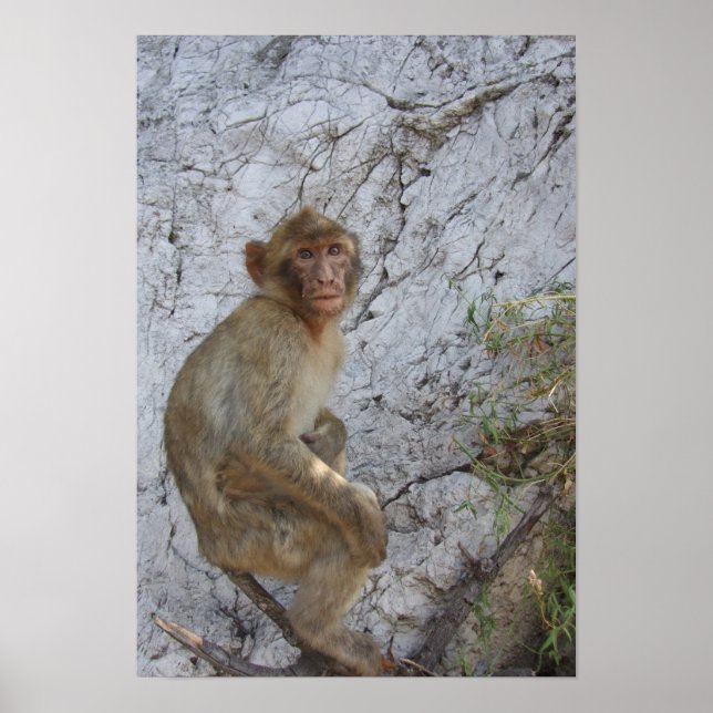 Gibraltar Monkey-Poster Poster (Vorne)