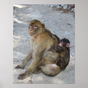 Gibraltar Monkeys-Poster Poster
