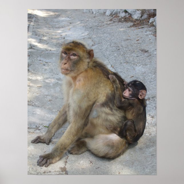 Gibraltar Monkeys-Poster Poster (Vorne)