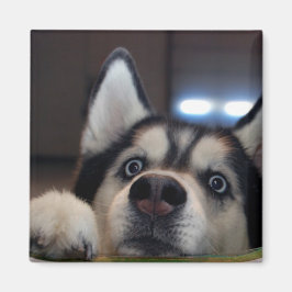 Gibt es da draußen? magnet