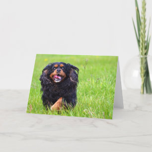 Gießer. Unbekümmerter Königcharles Spaniel Dankeskarte