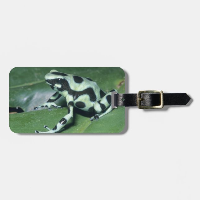 Gift-Dart-Frog (Dendrobates auratus) Cahuita Gepäckanhänger (Vorderseite horizontal)