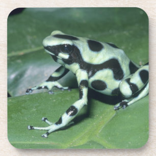 Gift-Dart-Frog (Dendrobates auratus) Cahuita Getränkeuntersetzer