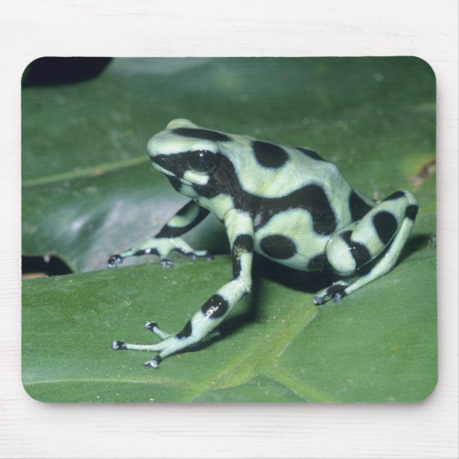 Gift-Dart-Frog (Dendrobates auratus) Cahuita Mousepad (Vorne)