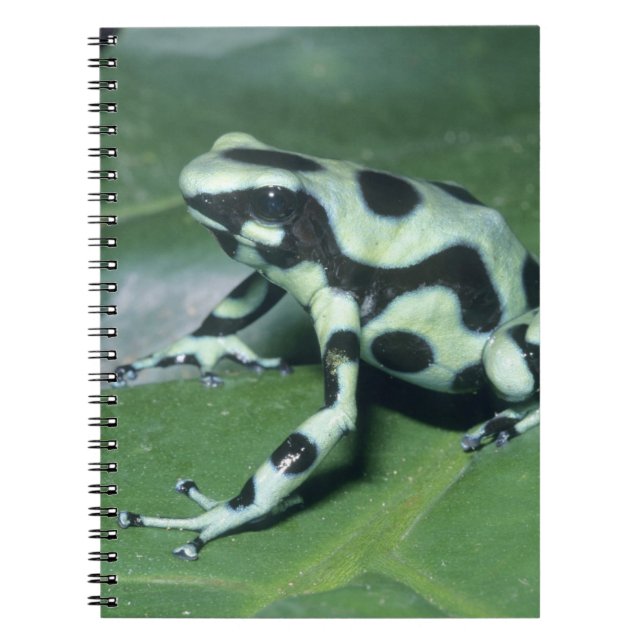 Gift-Dart-Frog (Dendrobates auratus) Cahuita Notizblock (Vorderseite)