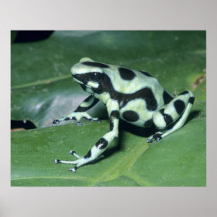 Gift-Dart-Frog (Dendrobates auratus) Cahuita Poster