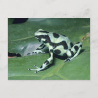 Gift-Dart-Frog (Dendrobates auratus) Cahuita