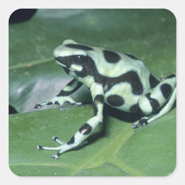 Gift-Dart-Frog (Dendrobates auratus) Cahuita Quadratischer Aufkleber (Vorderseite)