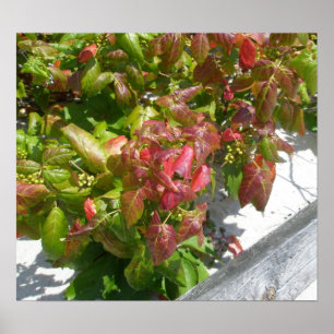 Gift-Efeu-Plakat Poster