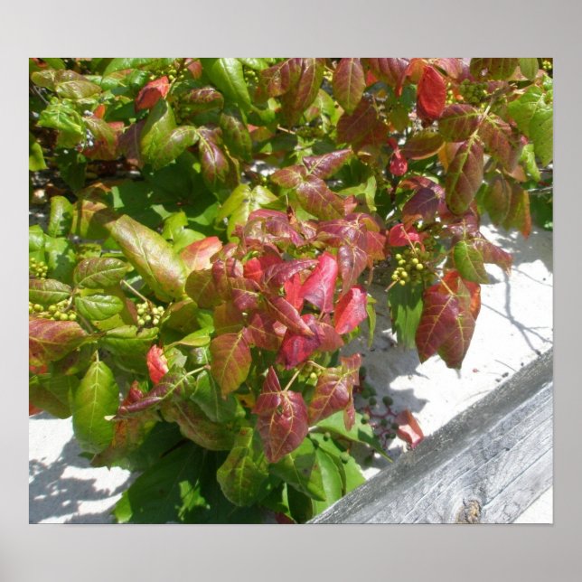 Gift Ivy Poster (Vorne)