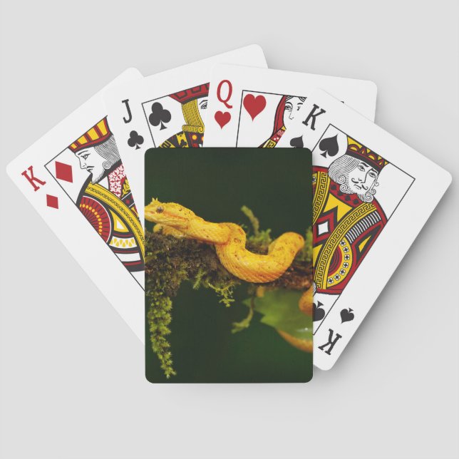 Gift-Viper-Schlange von Costa Rica Spielkarten (Rückseite)