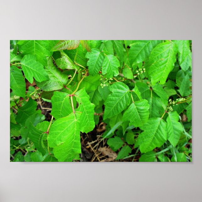 Gifteife Poster (Vorne)