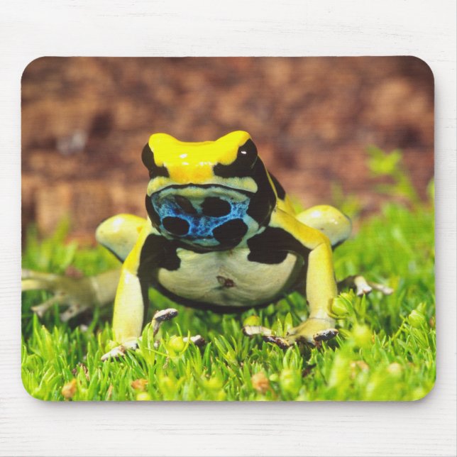 Giftfrosch, Dendrobate, Tinktorius, Mousepad (Vorne)
