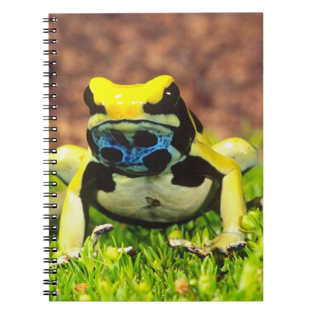 Giftfrosch, Dendrobate, Tinktorius, Notizblock (Vorderseite)