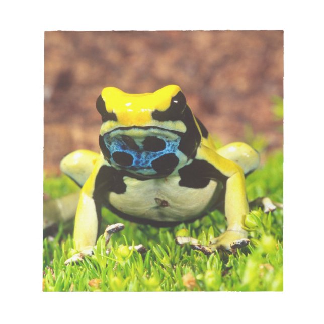 Giftfrosch, Dendrobate, Tinktorius, Notizblock (Vorderseite)